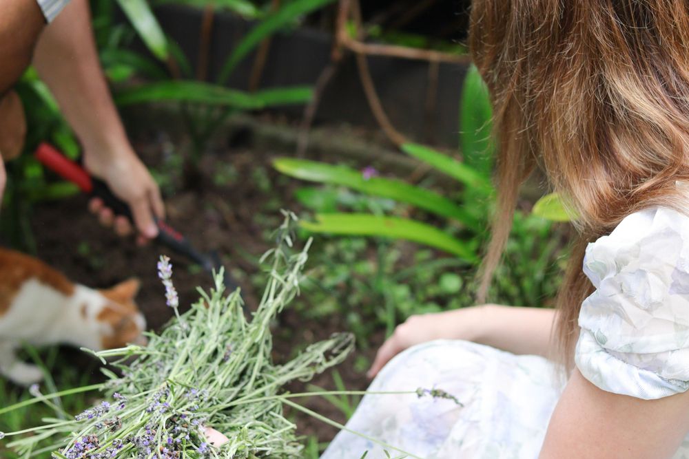 Hands tending to fresh lavender plants in a lush garden setting.