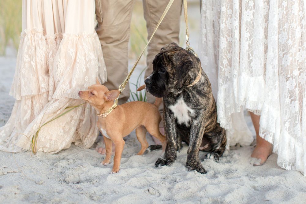 Three dogs of different sizes standing together on sandy beach.