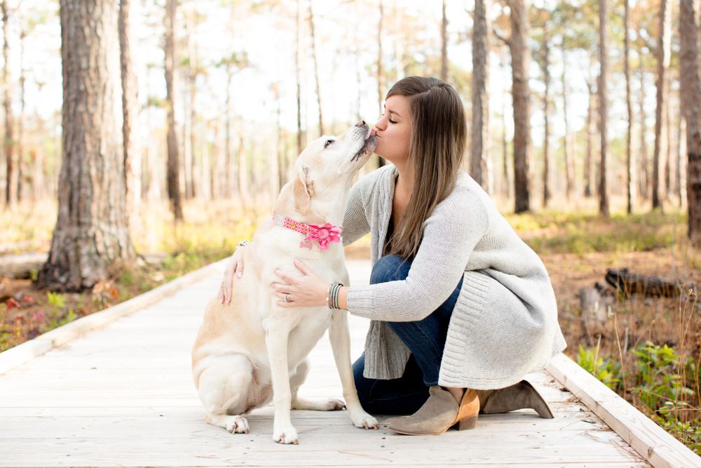 White husky dog with pink collar sharing an affectionate moment with companion on wooden boardwalk in pine forest.