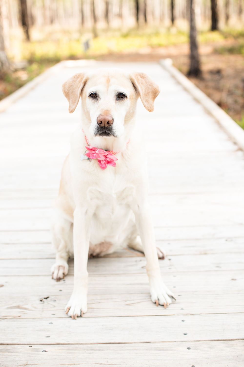 White Labrador dog wearing pink bow tie sitting on wooden boardwalk.