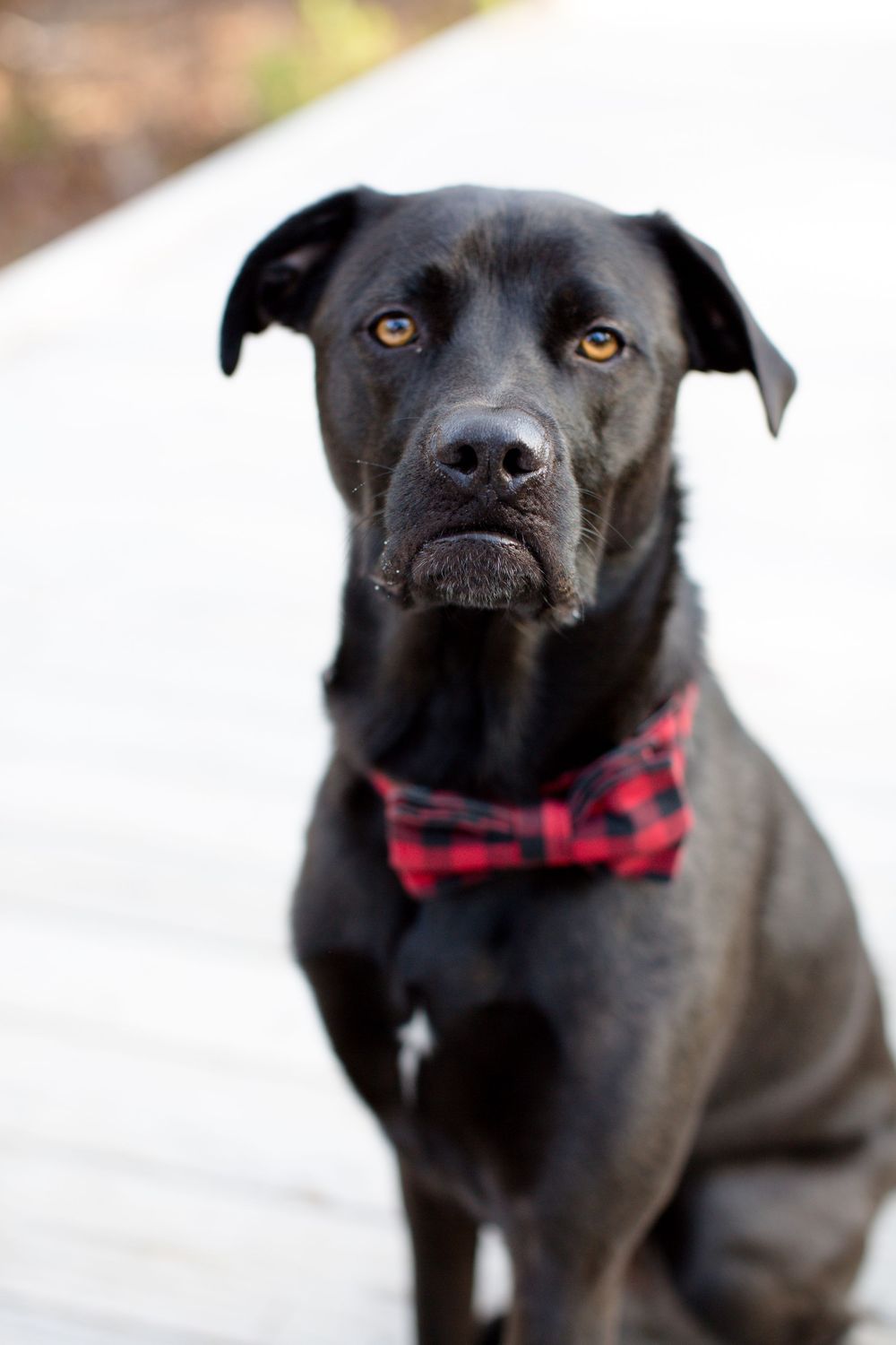 Black dog wearing red plaid bowtie poses for portrait with intense amber eyes.