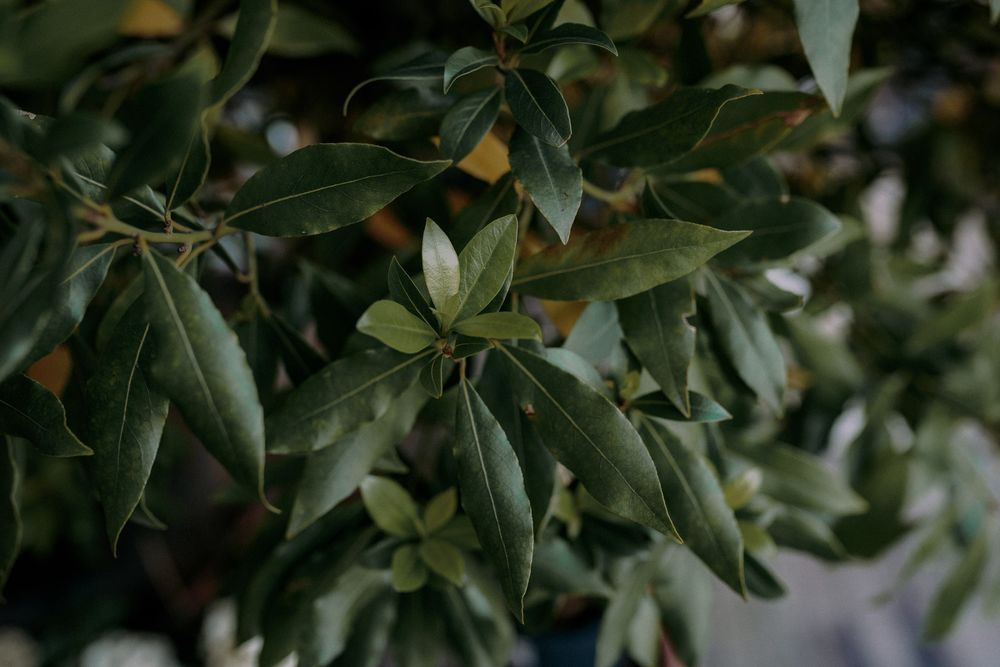 Close-up of glossy green magnolia leaves in natural lighting.
