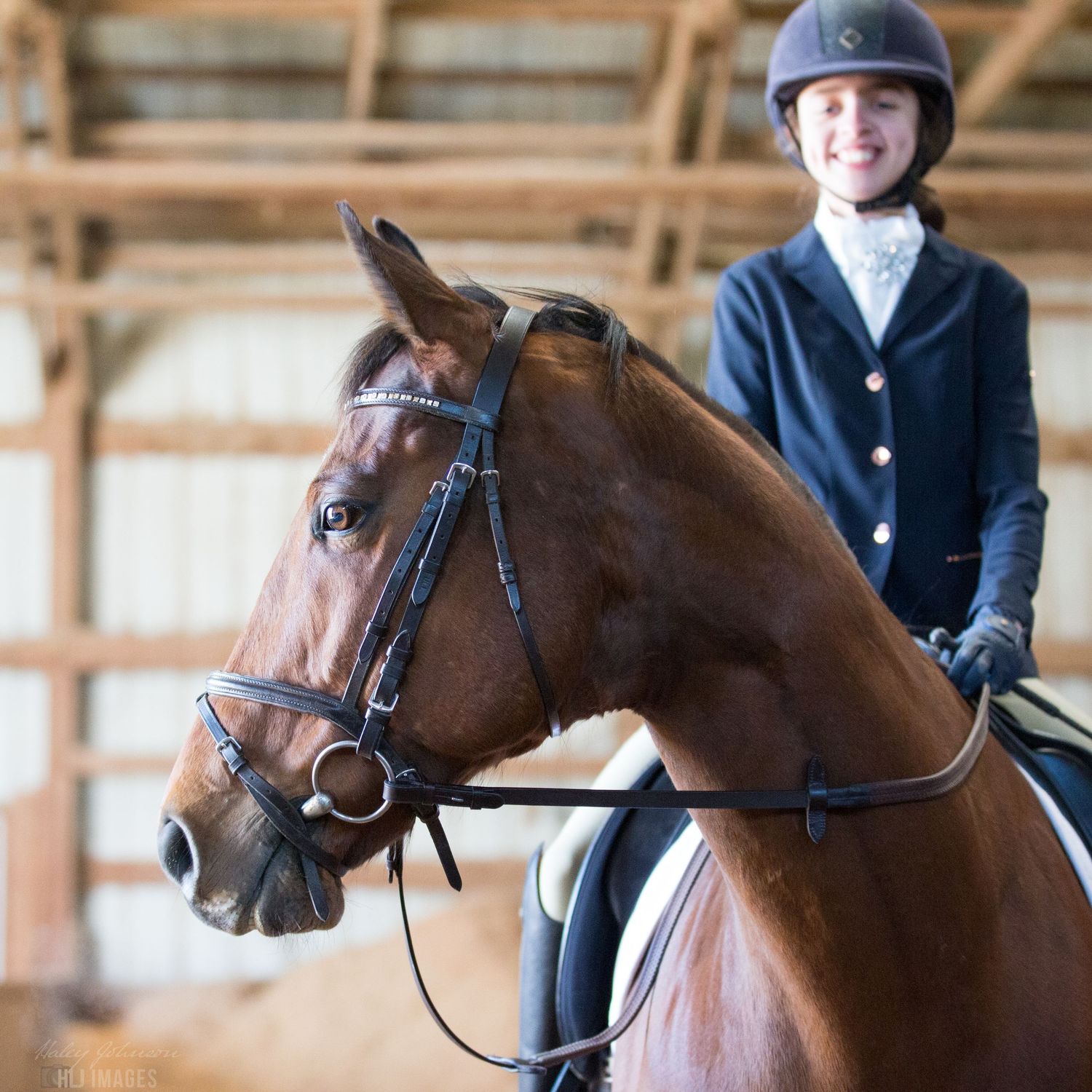 Bay horse with detailed bridle equipment in an indoor riding arena setting.