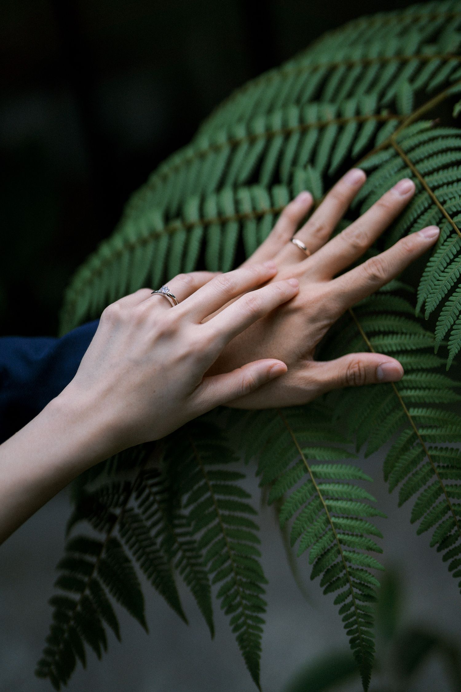 A gentle hand rests against green fern leaves in an artistic nature photograph.