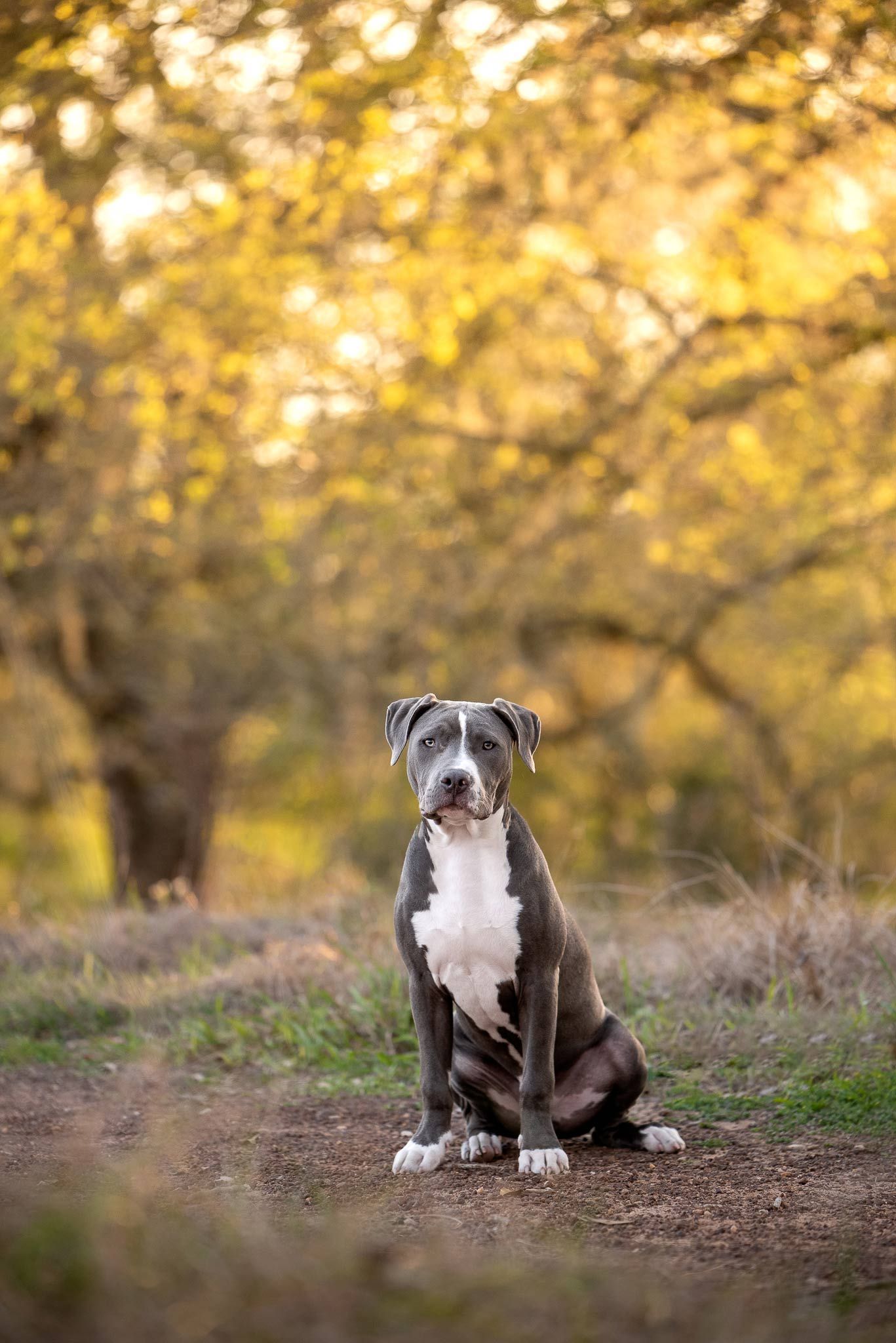 Dog sitting on trail in the Fall at Brazos Bend State Park