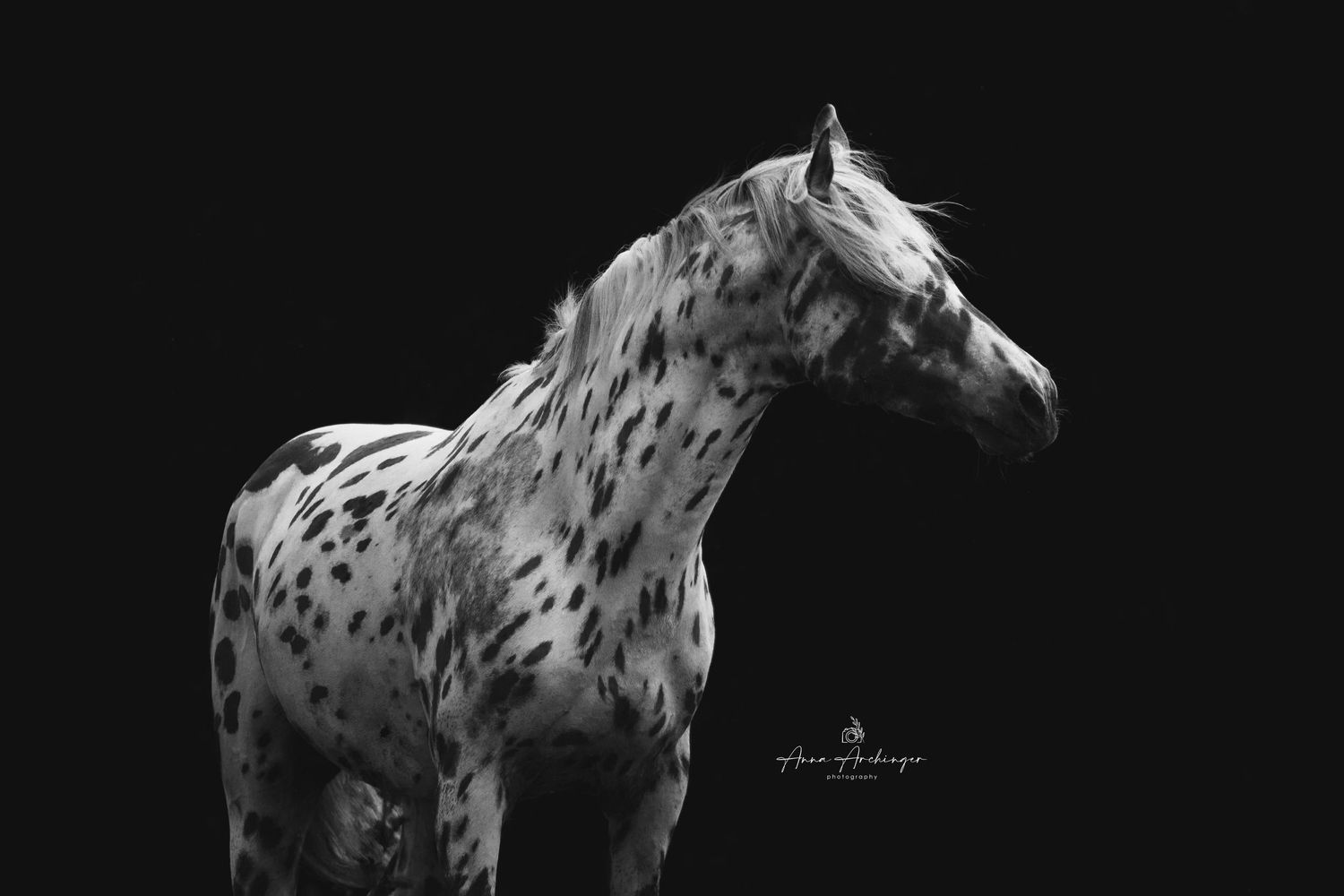 Spotted Knabstrupper horse with distinctive markings stands majestically against dark background.
