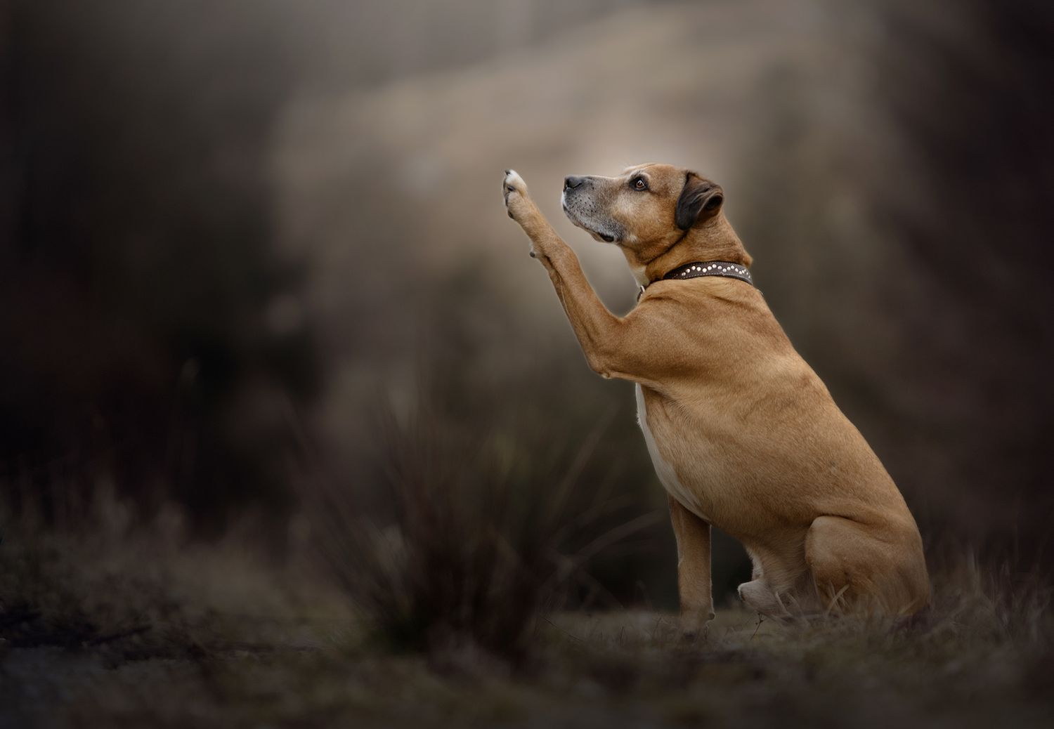staffy cross, Macclesfield forest