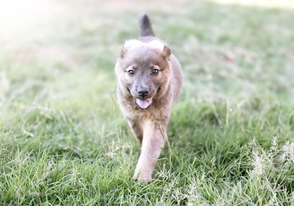 dog animal pet photo Utah