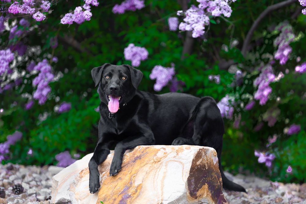 pet photoshoot Utah