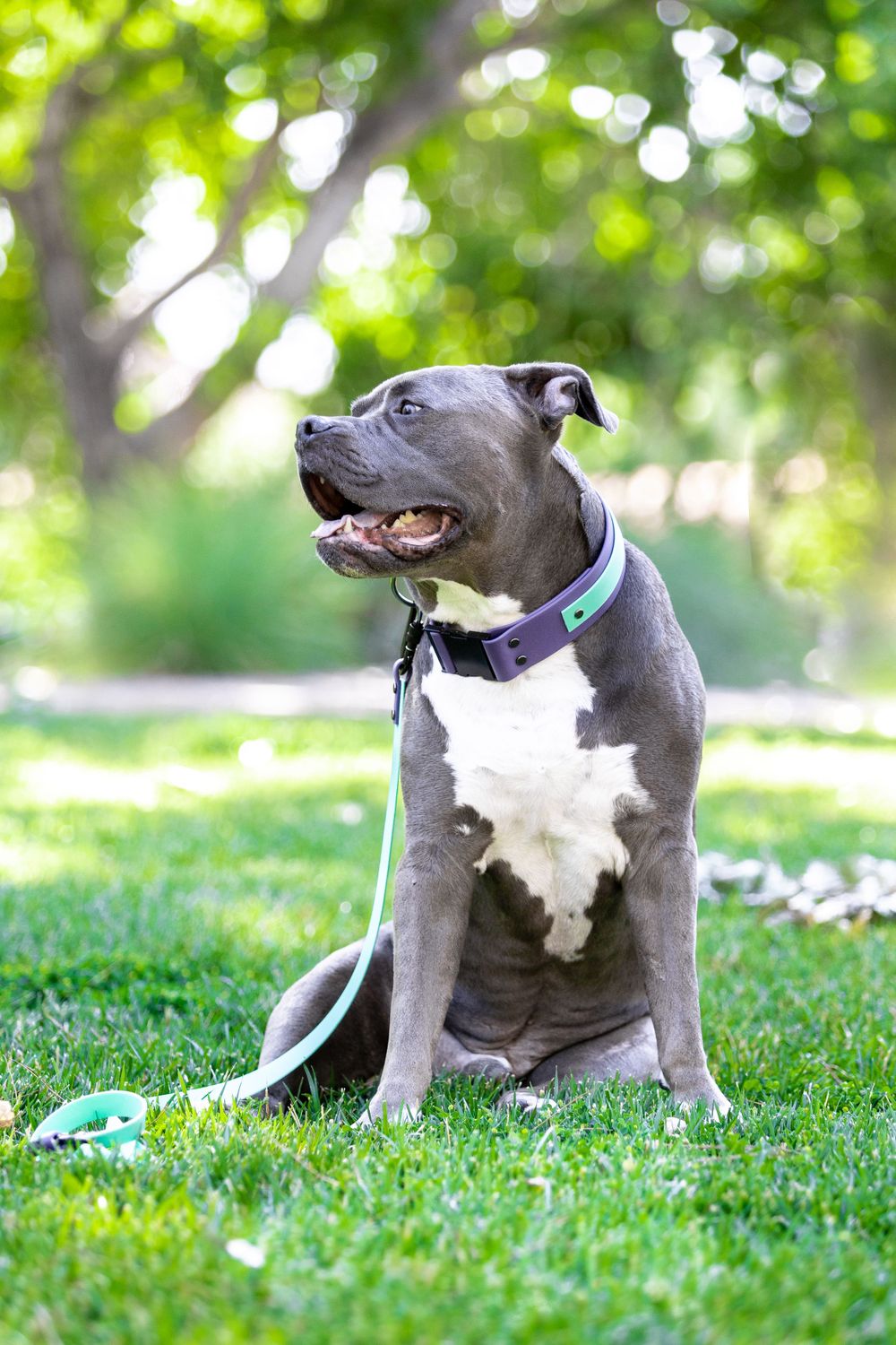 dog pet photographer Utah