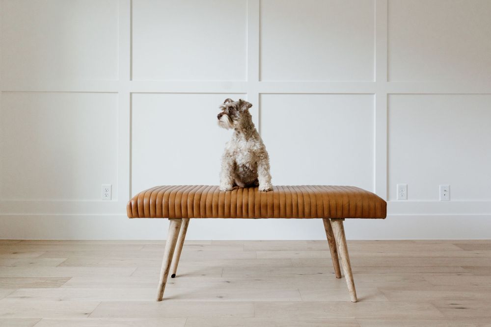pet branding photoshoot Utah