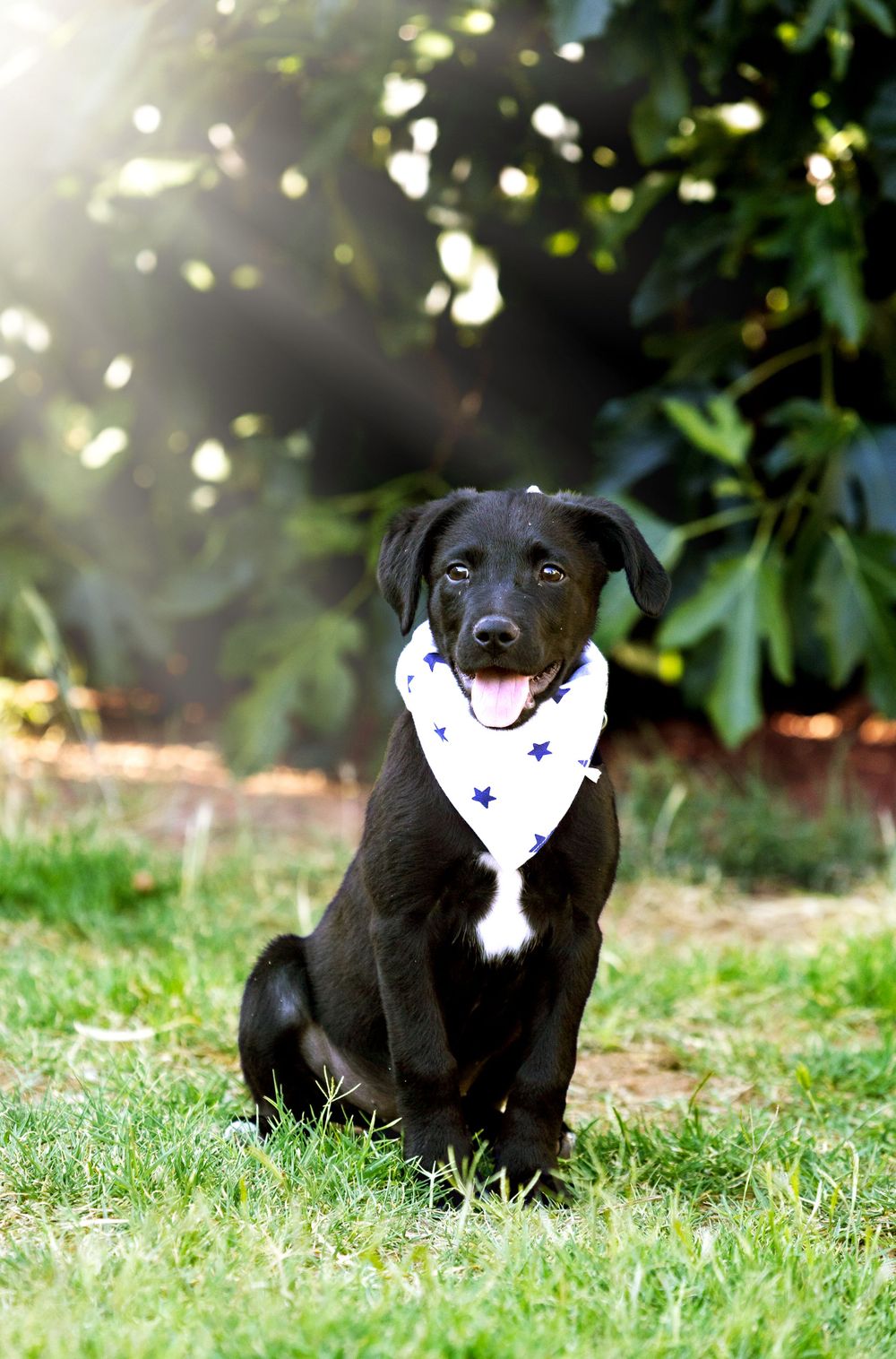 dog animal pet photo Utah