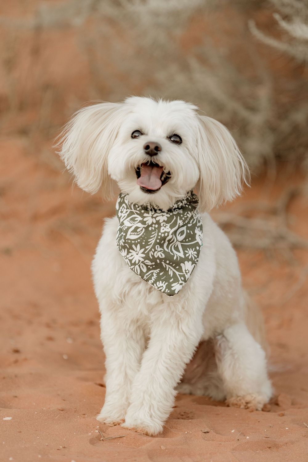 pet dog photoshoot Utah