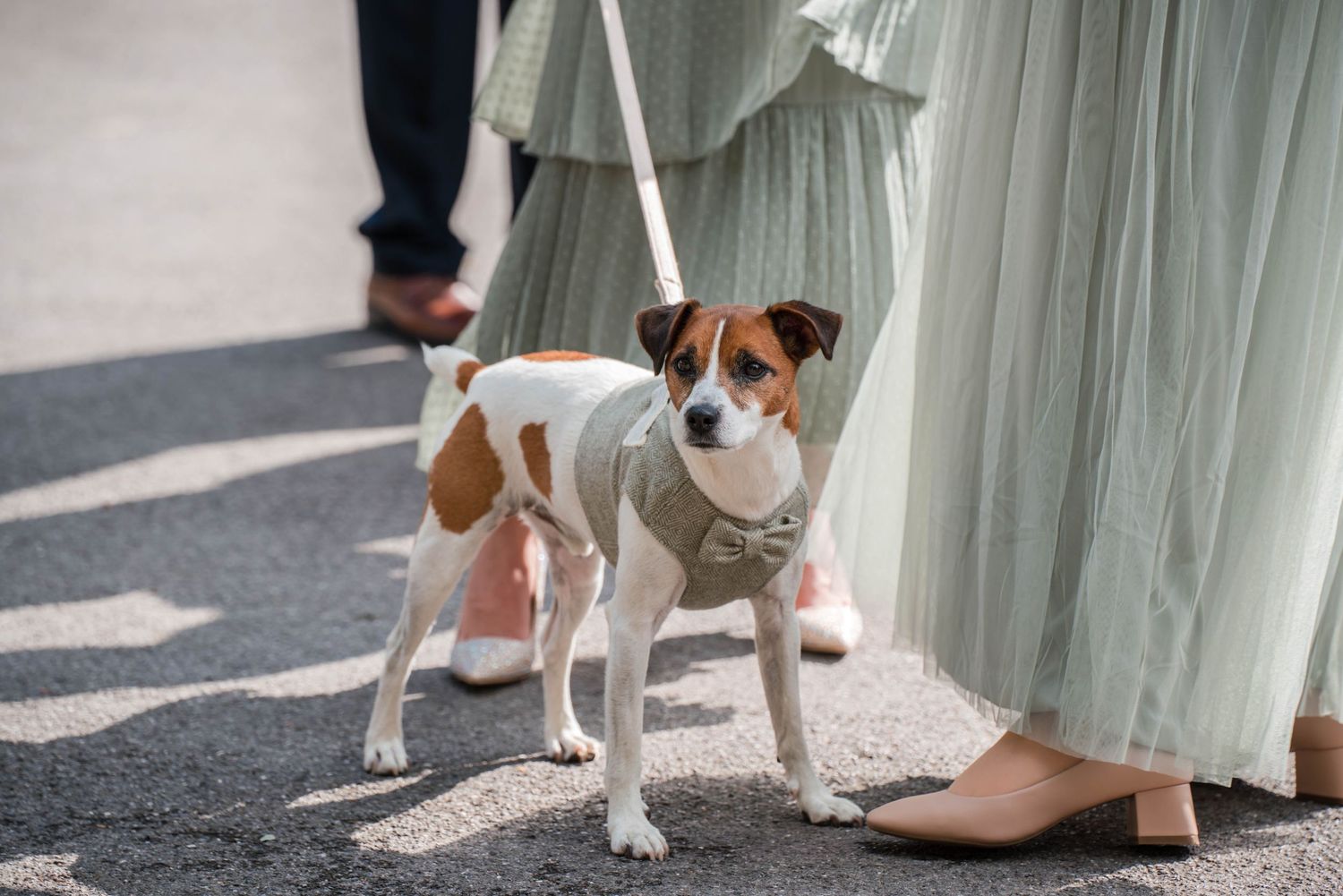 Zara Davis Photography Dogs at Weddings Cotswolds Gloucestershire Cheltenham Castle Combe