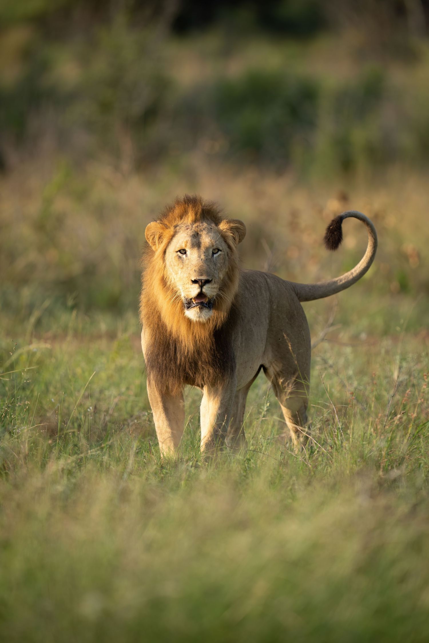 Male lion with full mane walks through dry savanna grass.