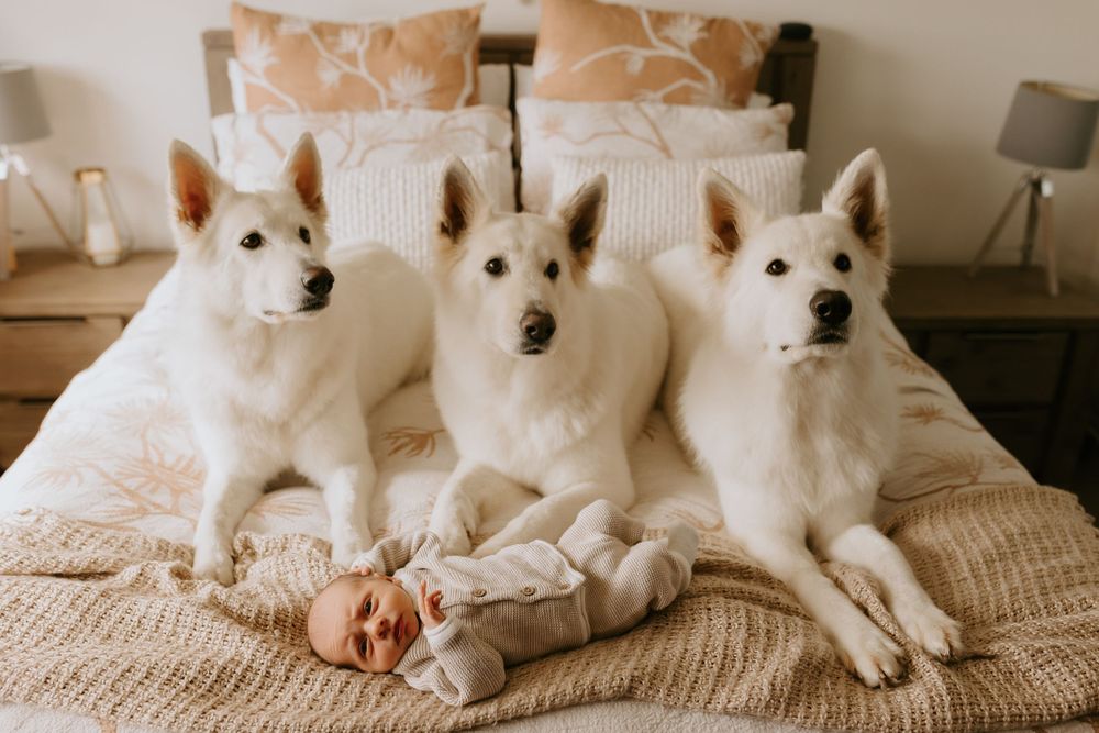 Row of adorable white dogs posing together on a beige bedspread.