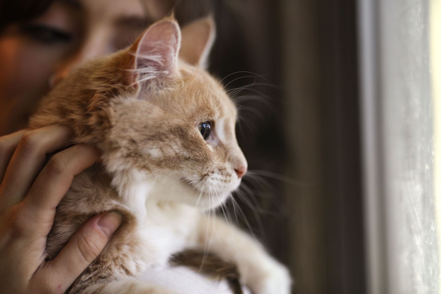 Close-up of orange and white cat being petted near window.
