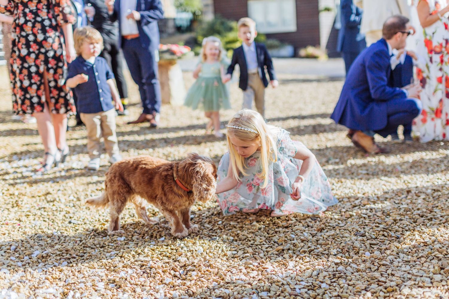 Hayley Elizabeth Photography Dogs at weddings child guest and spaniel during drinks reception Saxon barn Gloucestershire