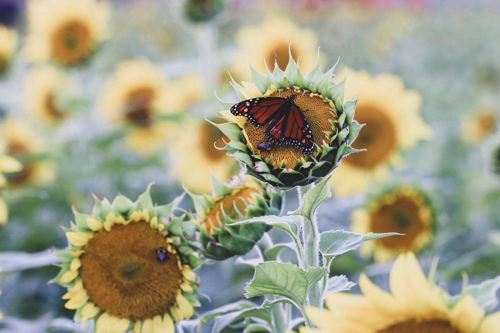 Monarch butterfly perched on a blooming sunflower in a bright sunflower field with soft bokeh background.
