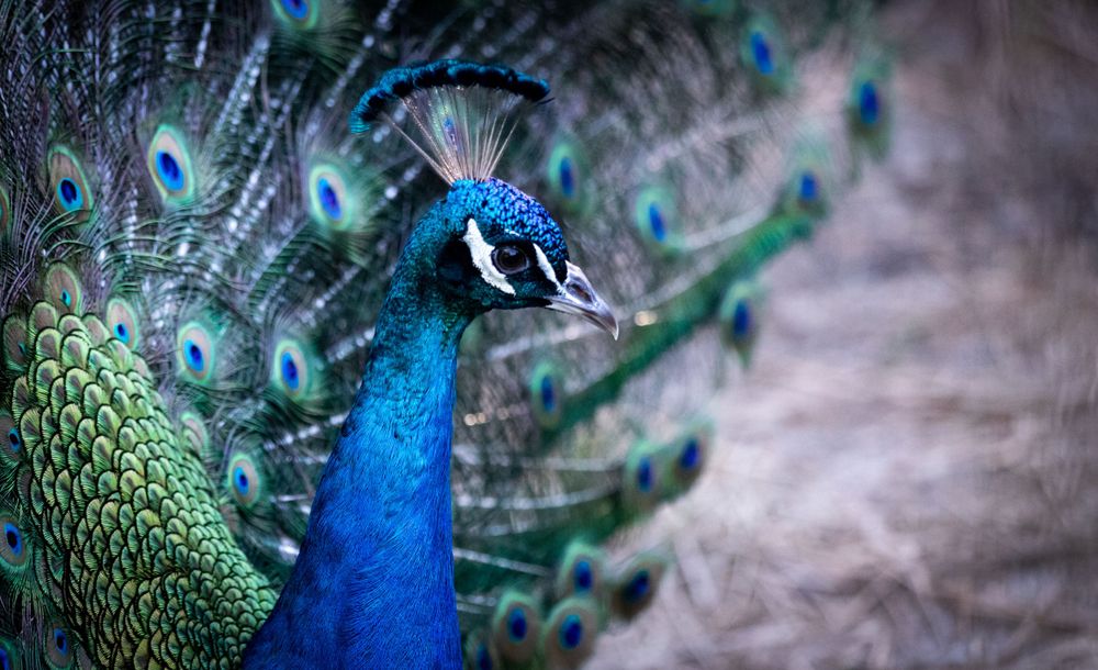 Close-up portrait of a stunning peacock displaying its iridescent blue plumage with colorful tail feathers behind.