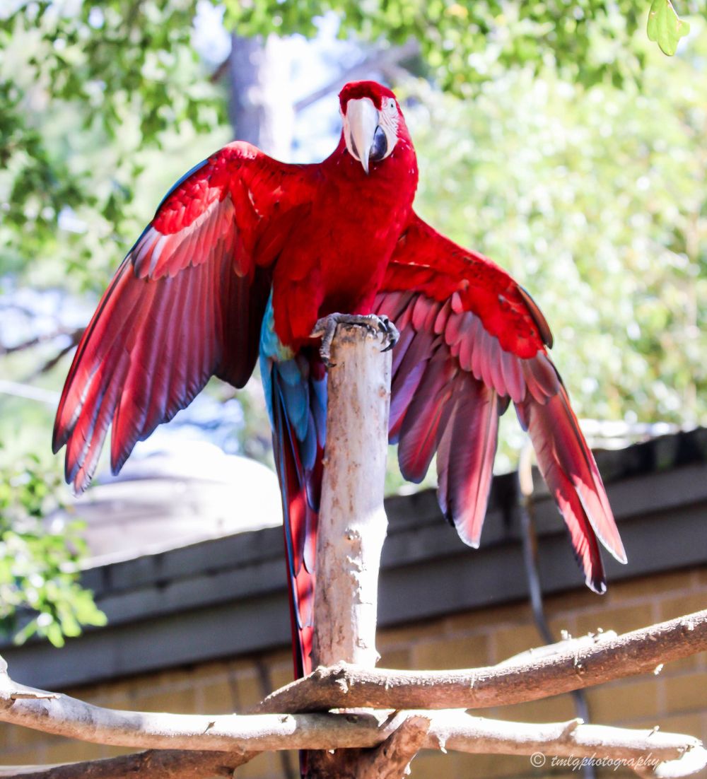 Vibrant scarlet macaw spreading its wings wide while perched on a wooden branch in natural light.
