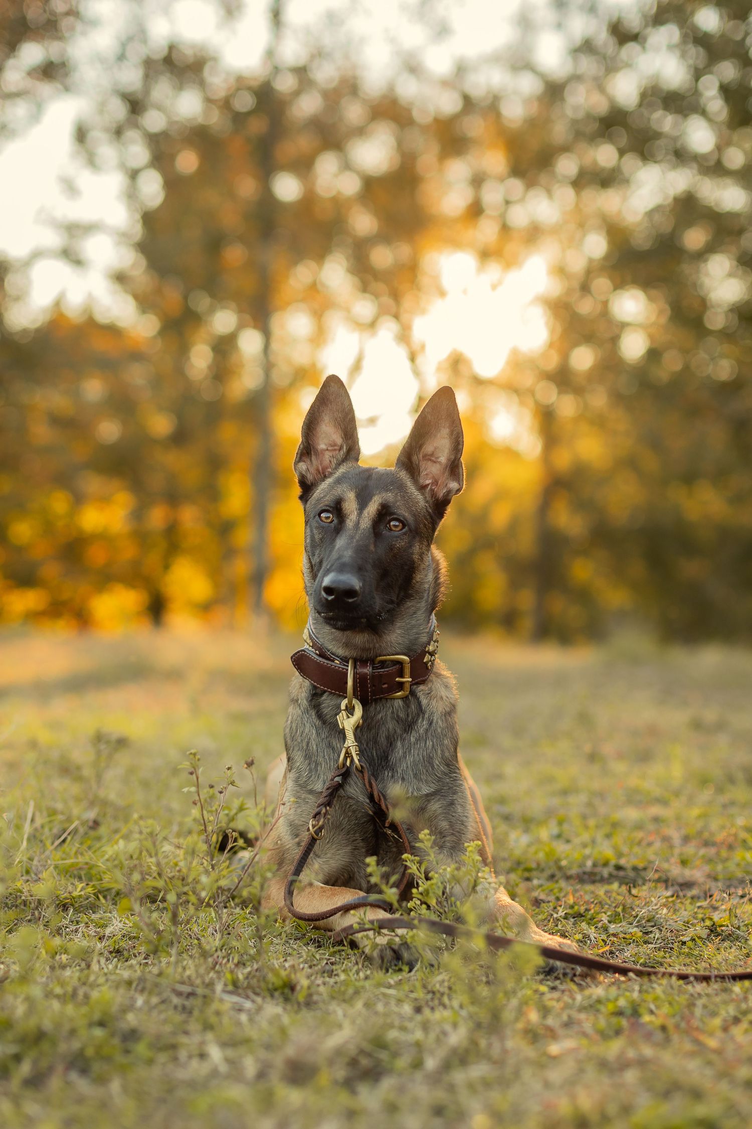 Dog Photographer in Layton Utah