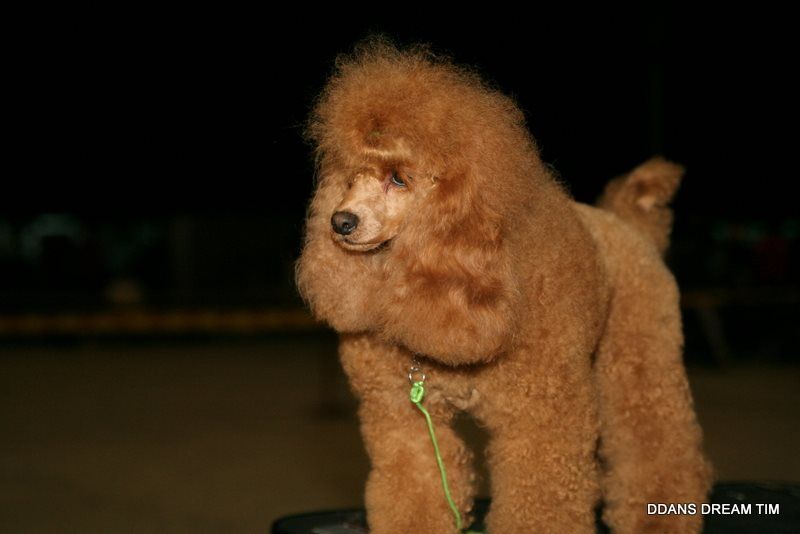 mahogany poodle