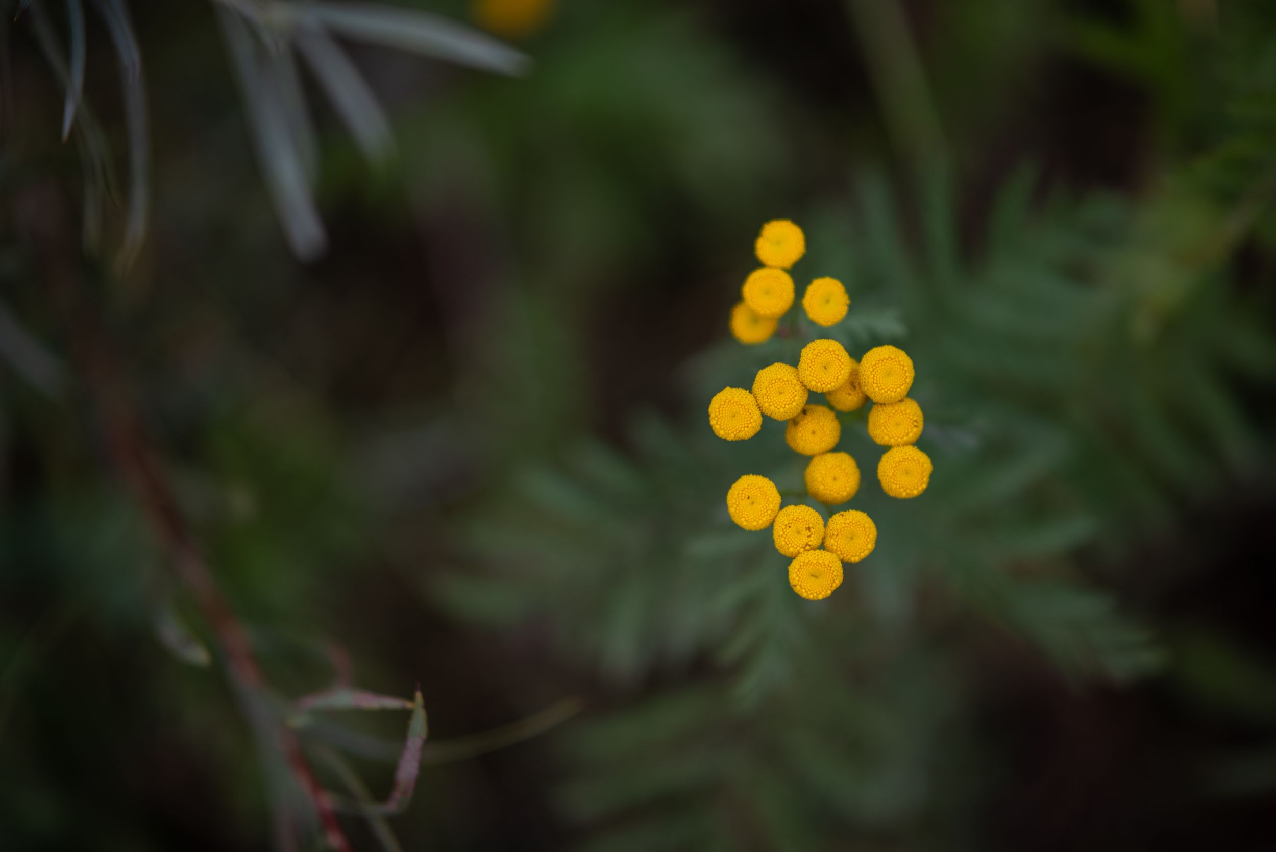Cluster of small yellow wildflowers in soft focus with dark green foliage.