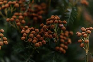 Clusters of orange berries growing on dark green branches in autumn.