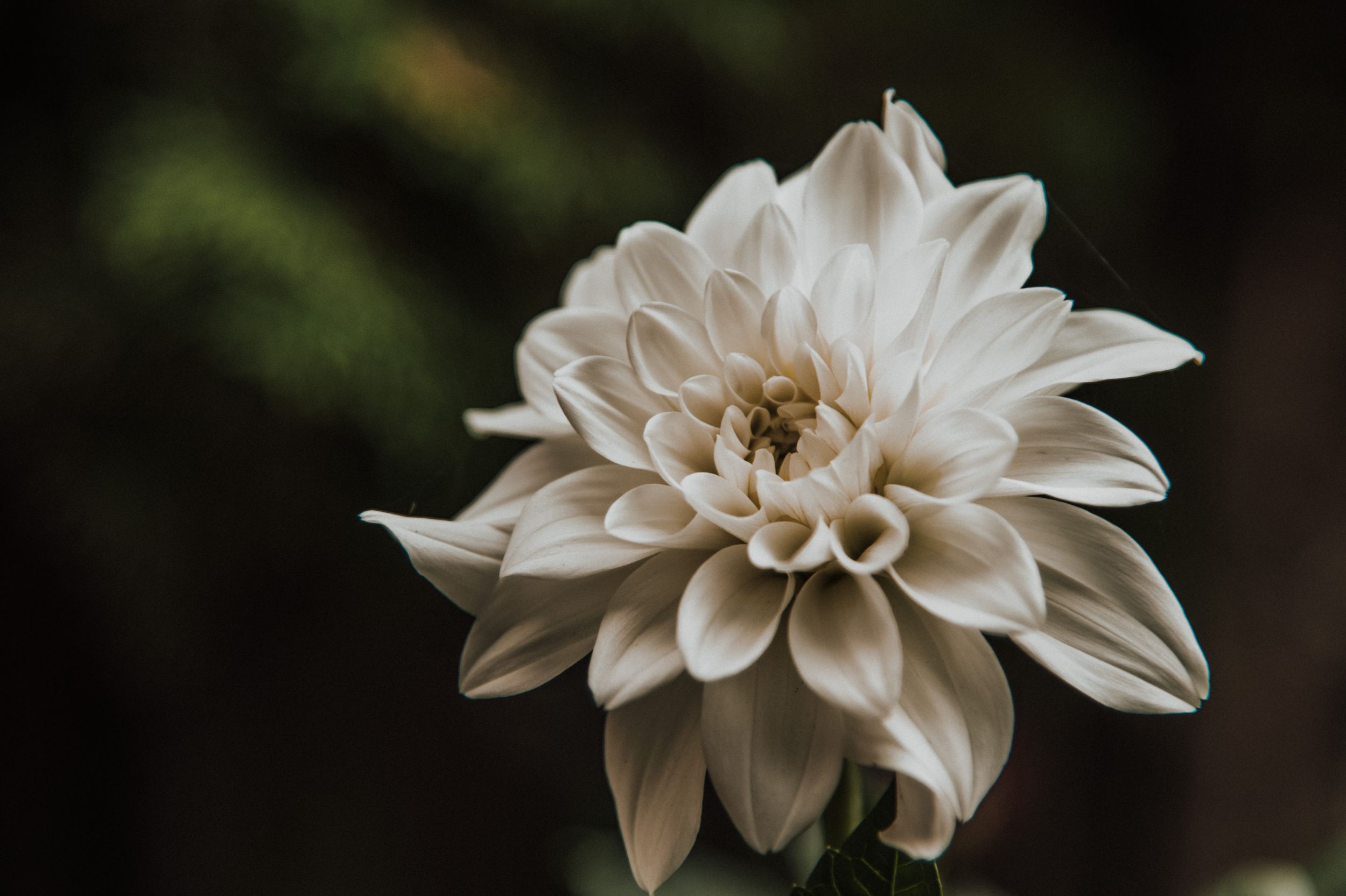 Close-up of a delicate white dahlia flower with layered petals against dark background.