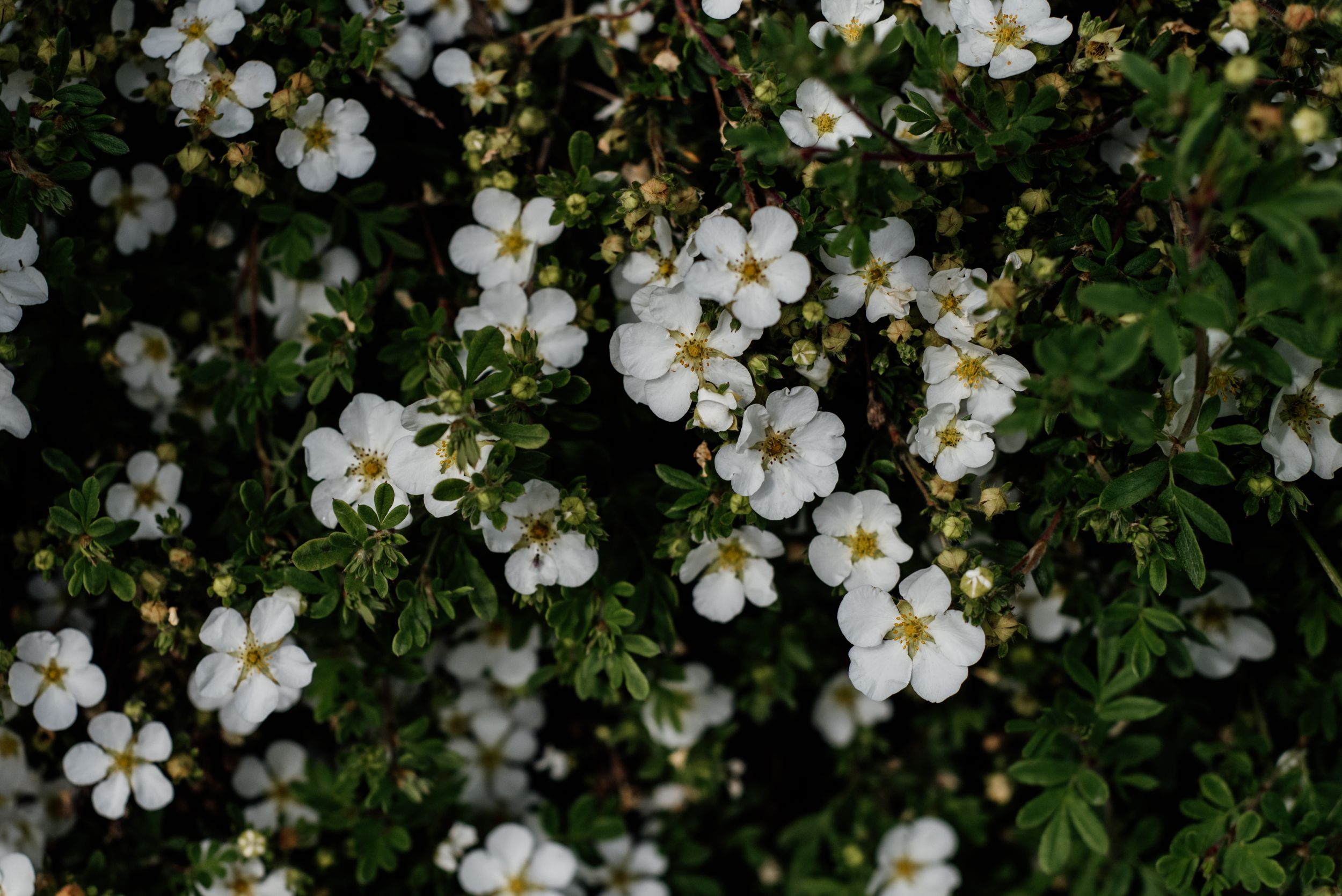 White cherry blossoms blooming abundantly against dark green foliage.