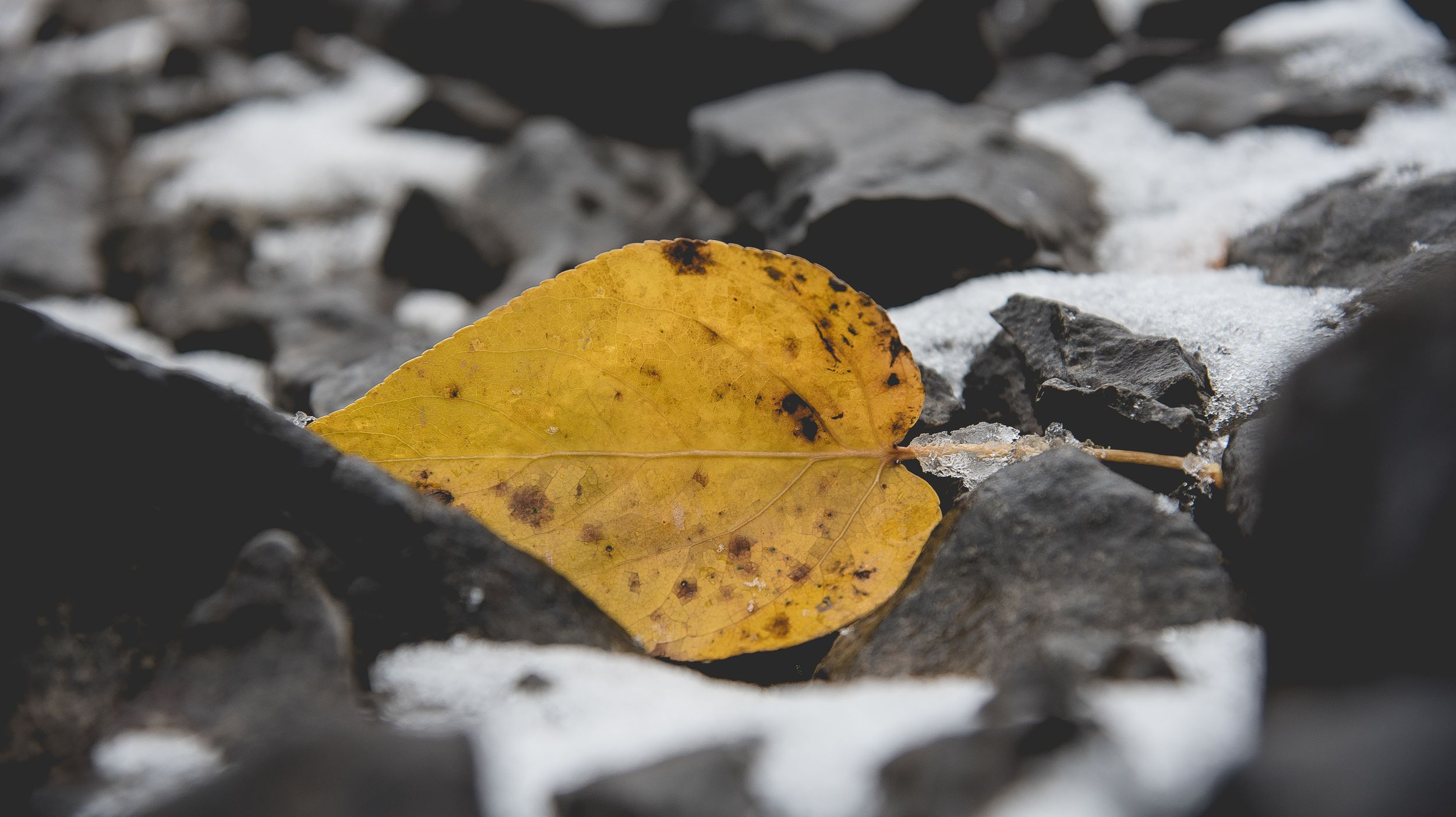 Single yellow autumn leaf resting on rocks with patches of snow.