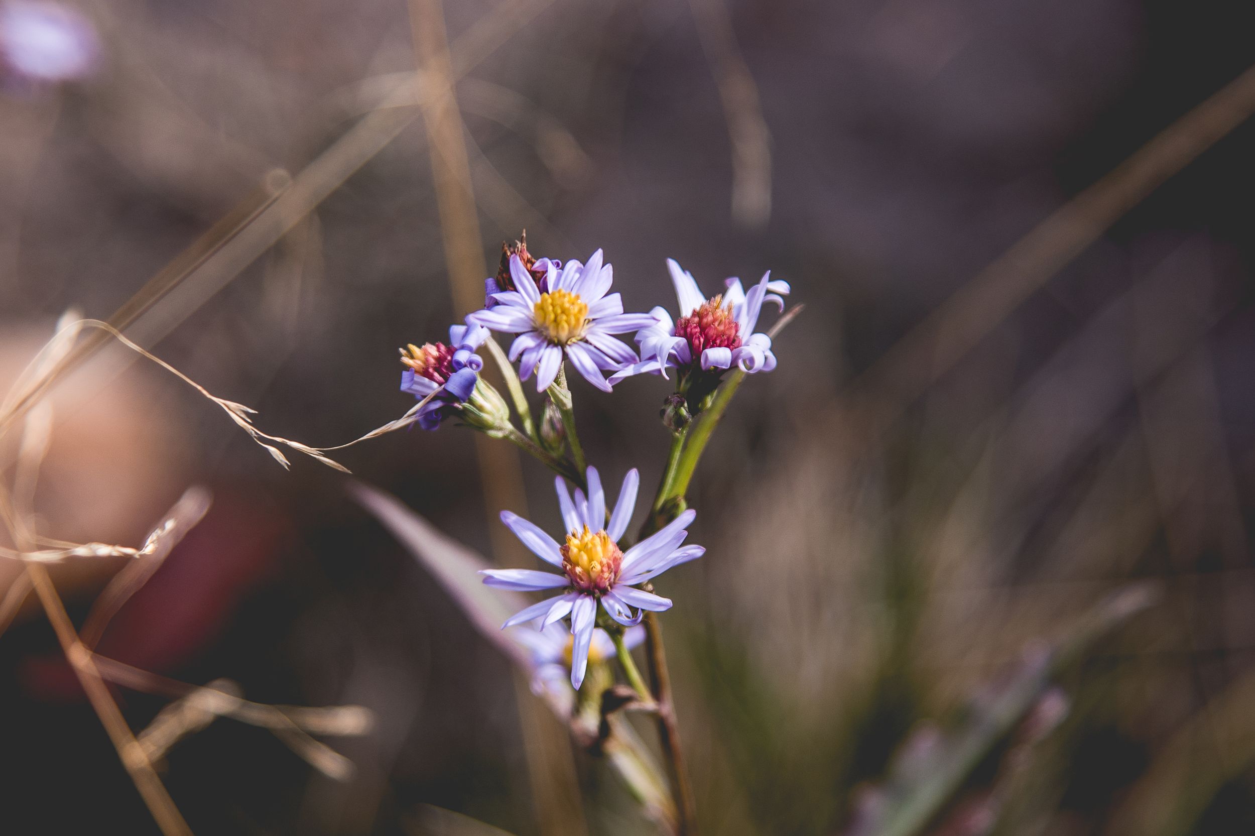 Purple aster wildflowers blooming with soft focus background.