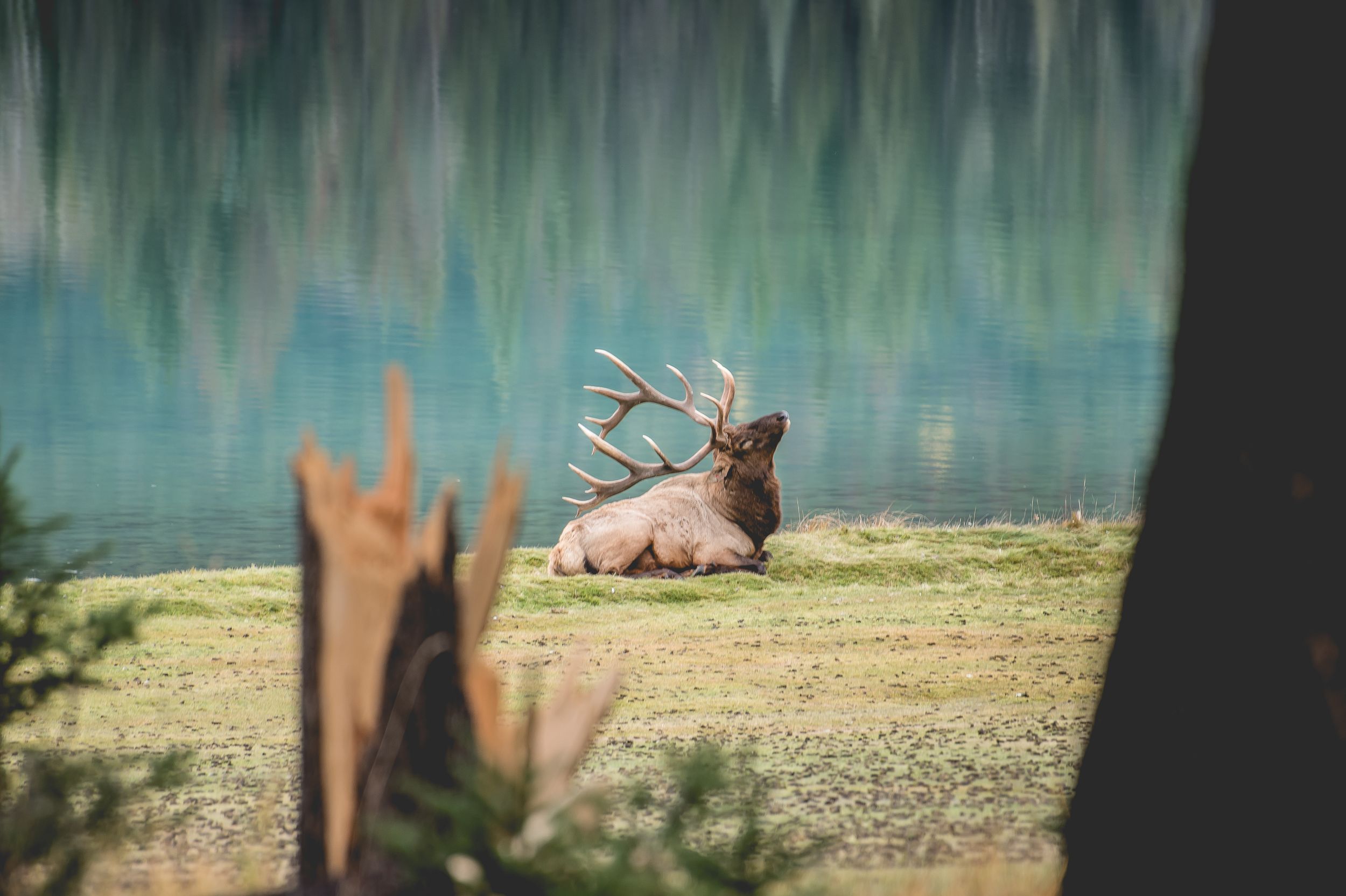 A majestic elk with large antlers rests on a grassy hillside against a misty backdrop.