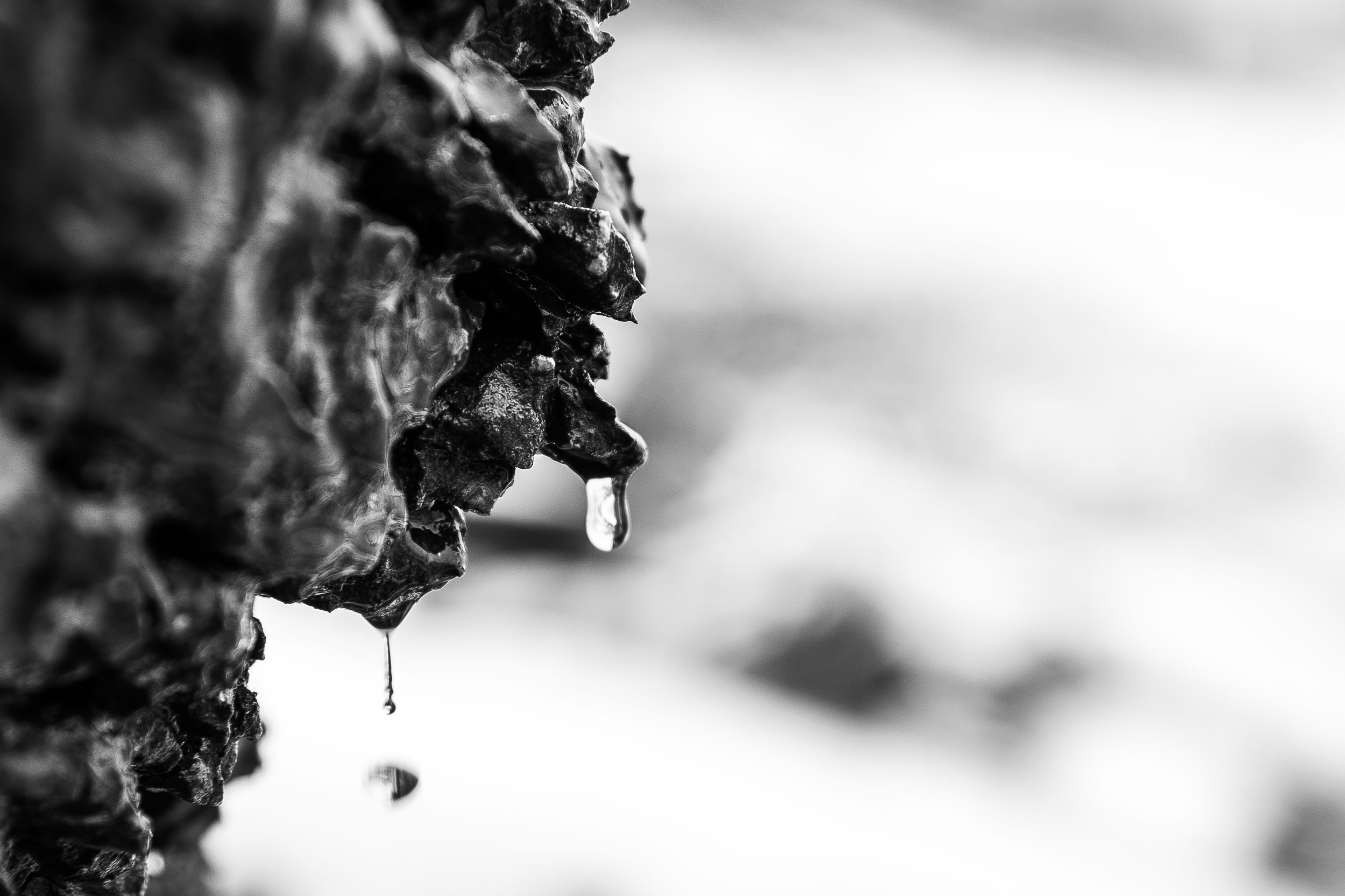 Close-up macro shot of water droplets dripping from dark surface in black and white.