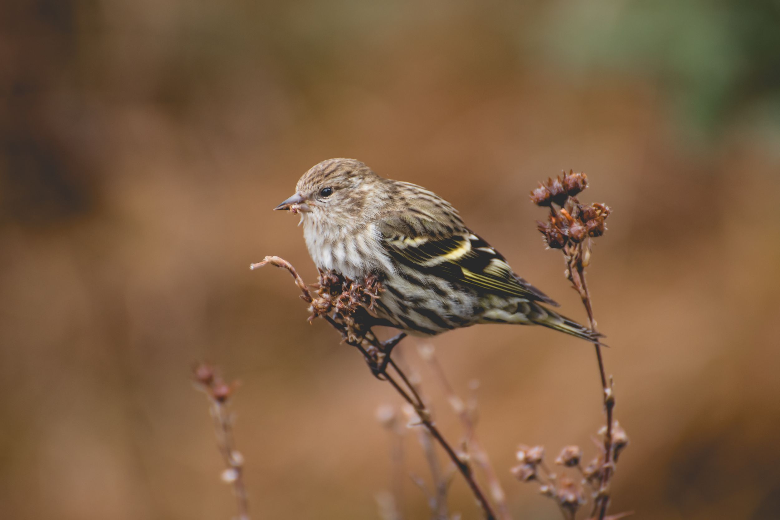 Small finch bird perched on dried plant stem with brown blurred background.