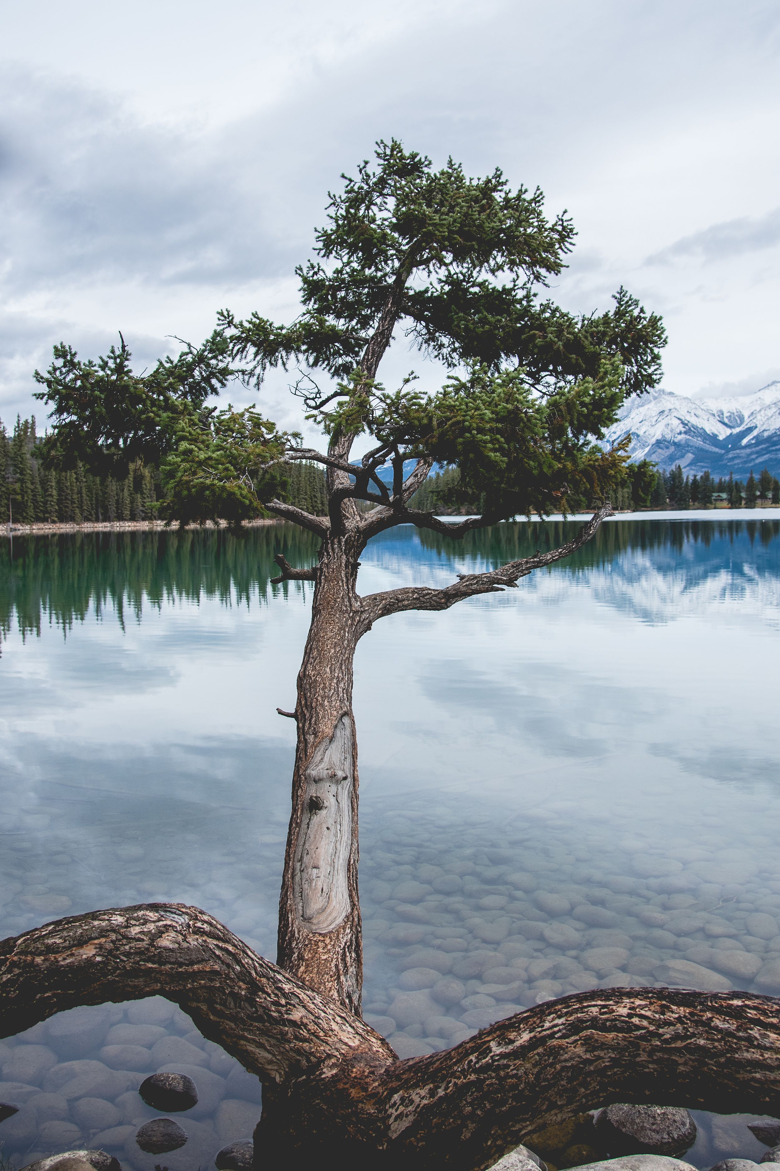 Lone pine tree leans over crystal clear lake with snow-capped mountains reflected in the water.