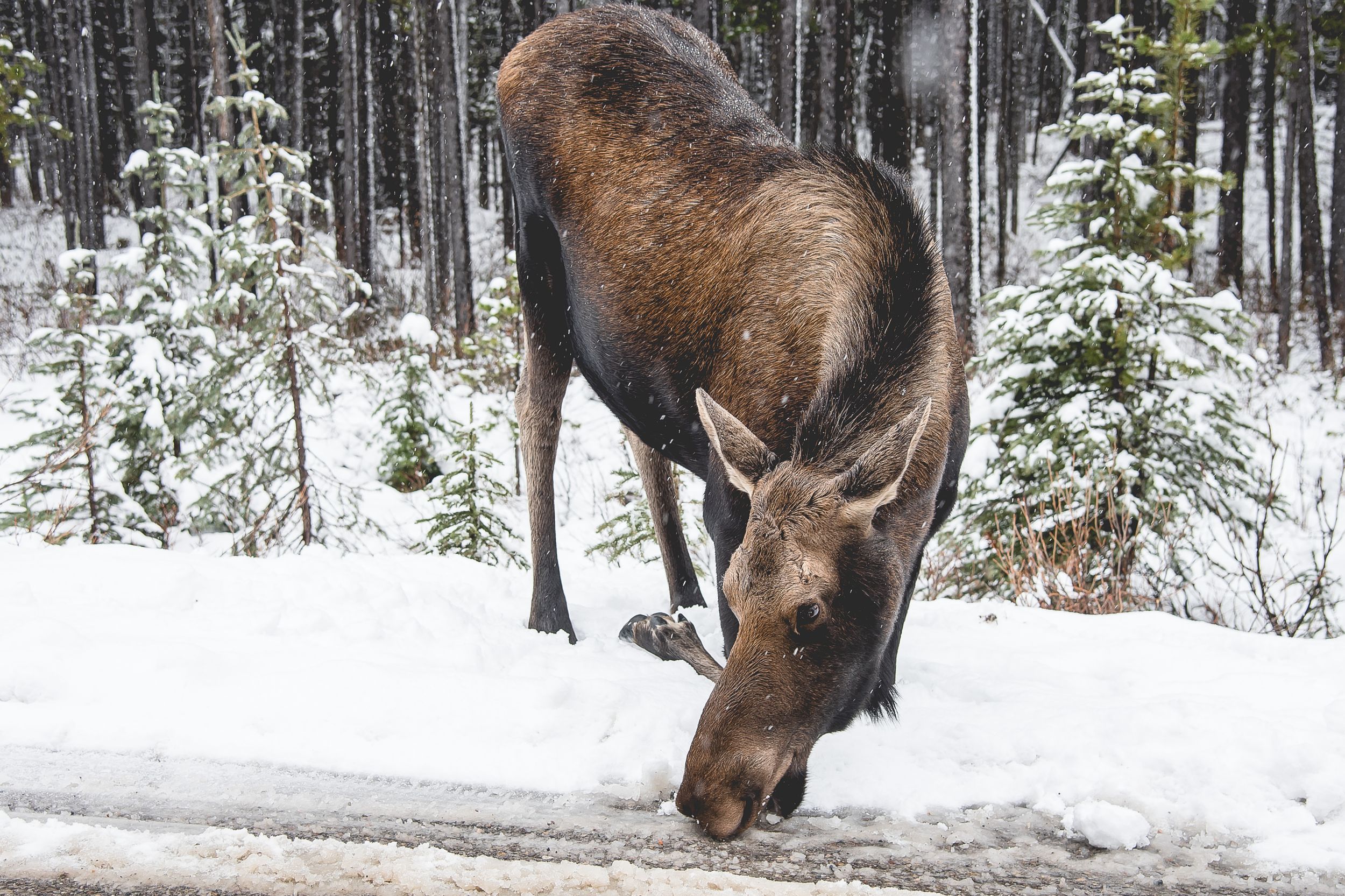 Large moose foraging in snowy forest landscape with evergreen trees.