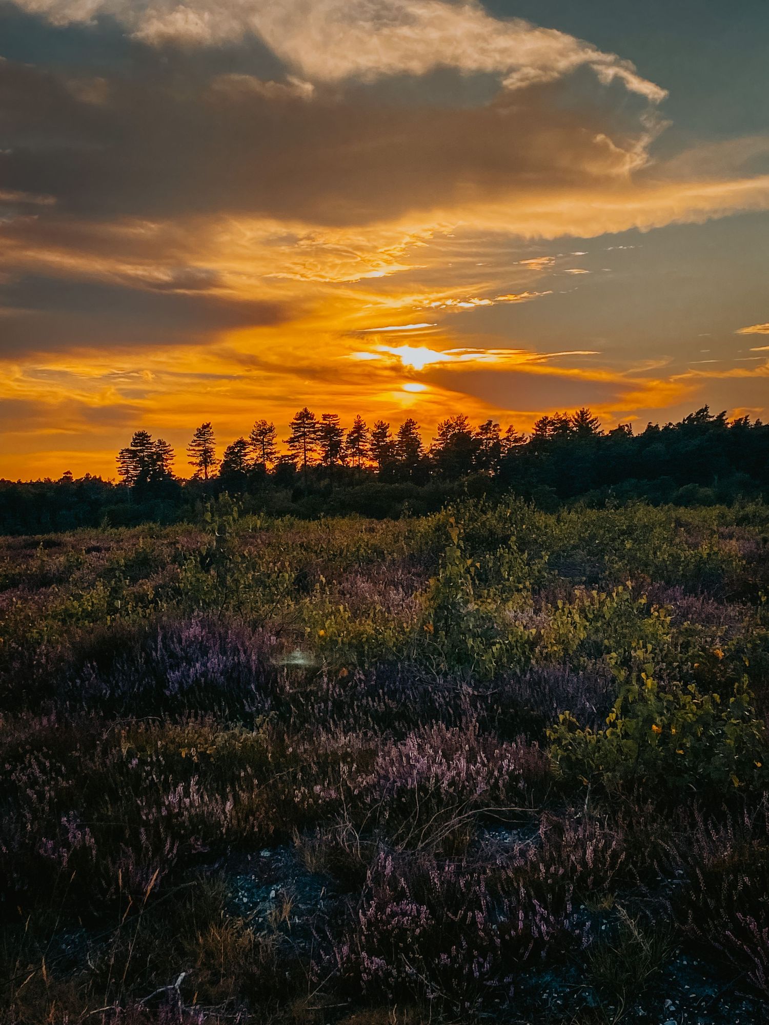 Stunning sunset over a heathland with purple flowers and silhouetted trees.