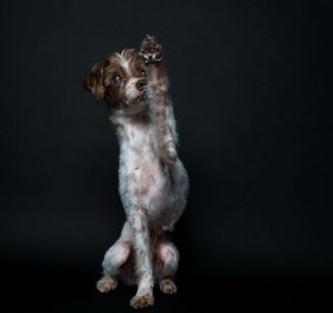 Pet Studio Photographer Greenville South Carolina