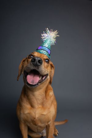 Pet Studio Photographer Greenville South Carolina