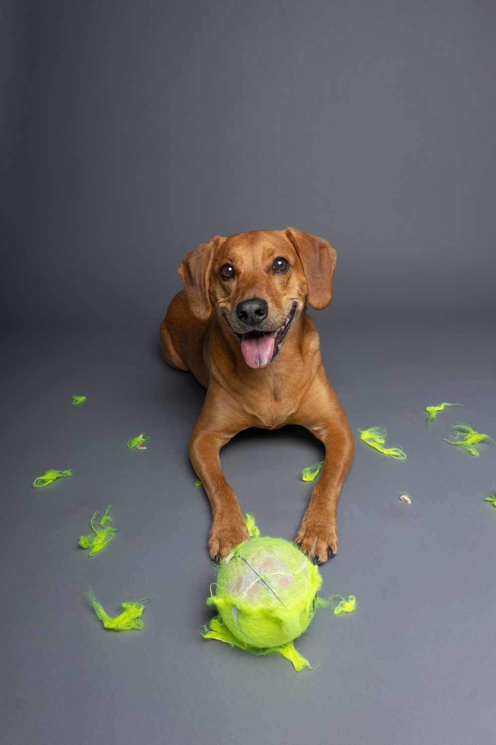 Pet Studio Photographer Greenville South Carolina