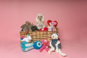 Pet Studio Photographer Greenville South Carolina