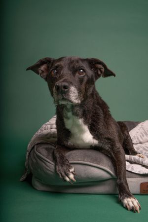 Pet Studio Photographer