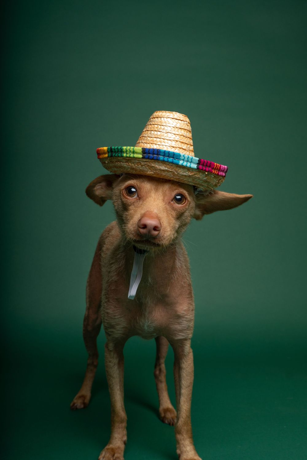 Pet Studio Photography