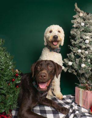 Pet Studio Photography Greenville South Carolina