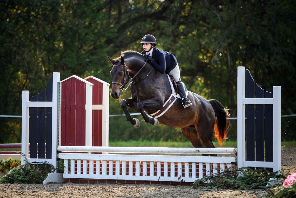 hunter bay horse jumping  captured by q2 photography