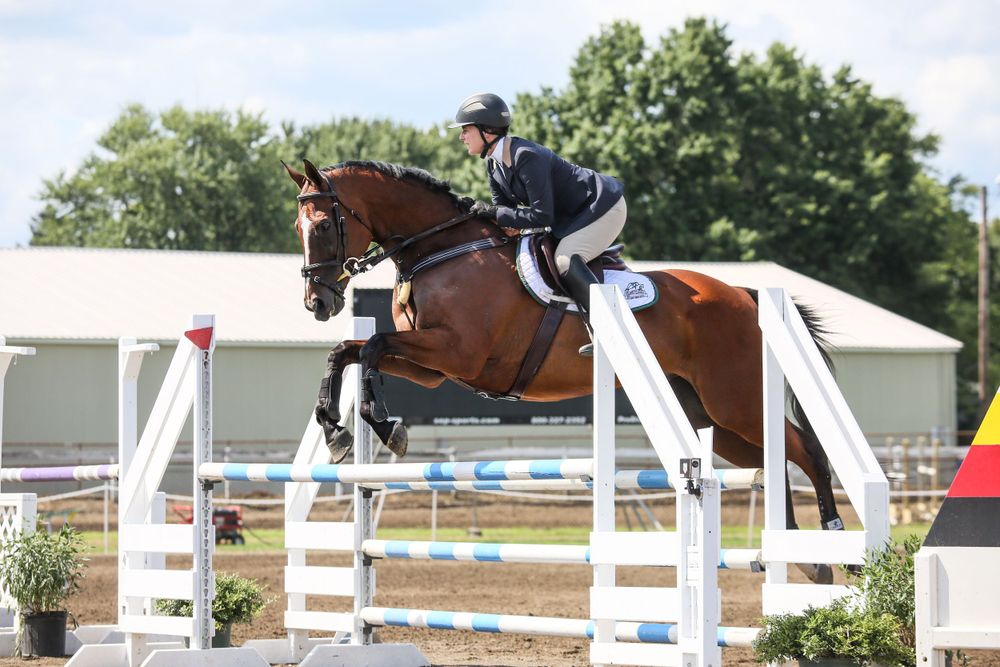 jumping horse  captured by q2 photography