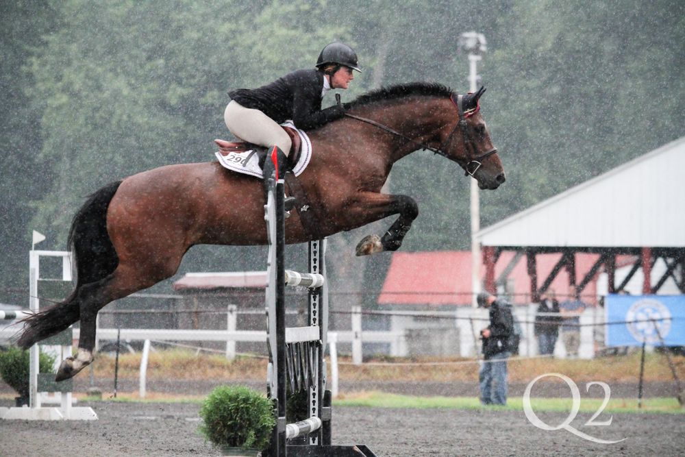 bay horse jumping in the rain  captured by q2 photography
