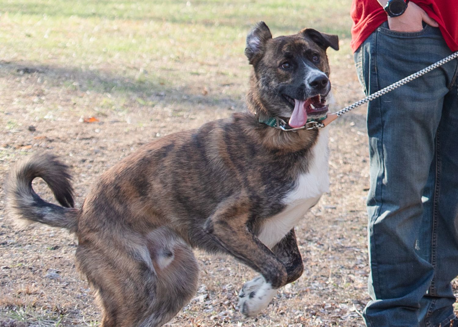 An energetic brindle dog shows excitement while on a leash outdoors.